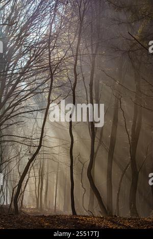 The most beautiful forest with mystical and mysterious views and atmospheric sunrises in the early misty mornings. Stock Photo
