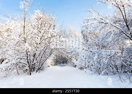 snowy pathway in Timiryazevskiy forest park of Moscow city in sunny ...