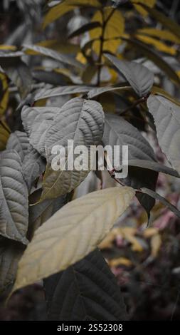 Close-up of textured leaves in muted colors, showcasing a mix of green and yellow tones, with a soft focus background. Stock Photo