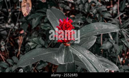 A vibrant red ginger flower with large green leaves in a natural setting. Stock Photo