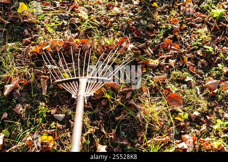 removing the fallen leaves illuminated by sun from the lawn with garden rake in autumn evening Stock Photo