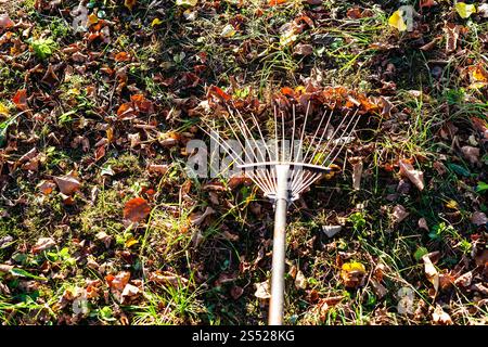 cleaning lawn from the fallen leaves illuminated by sun with garden rake in autumn evening Stock Photo