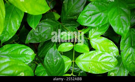 A dense arrangement of vibrant green leaves, showcasing various shapes and sizes, with some leaves glistening from moisture. The foliage creates a lus Stock Photo