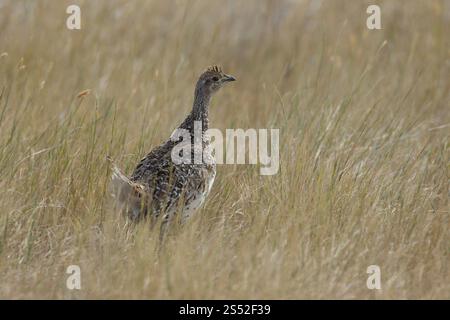 Alert sharp-tailed grouse (Tympanuchus phasianellus) walks in grassland. Stock Photo