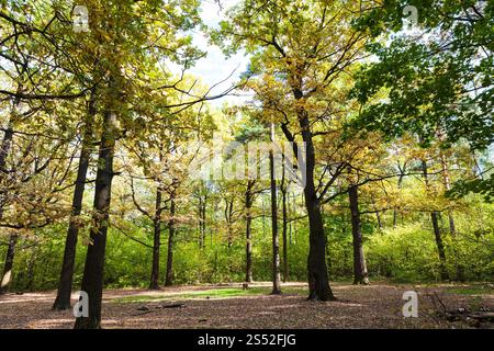 oak grove illuminated by sun on meadow in forest of Timiryazevsky Park ...