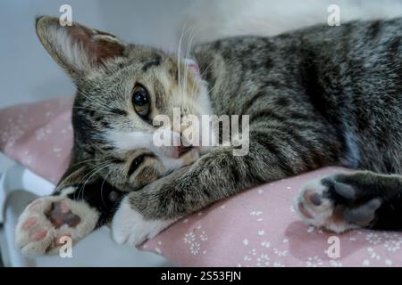 Sleeping cat perfect dream Stock Photo