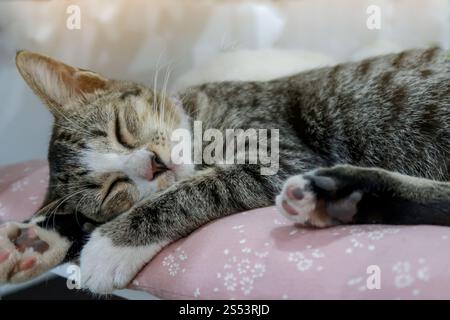 Sleeping cat perfect dream Stock Photo