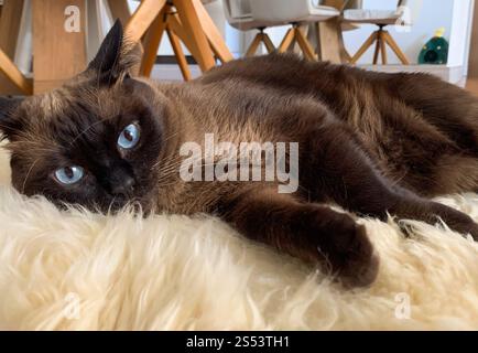 A siamese cat resting on a rug Stock Photo