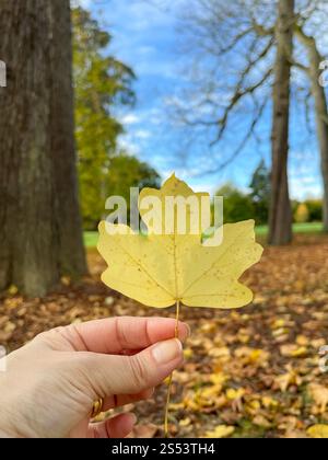 Holding a dry tree leaf Stock Photo