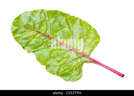 wet leaf of beet isolated on white backgrounds Stock Photo