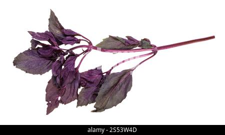 twig of fresh dark purple basil herb isolated on white background Stock Photo