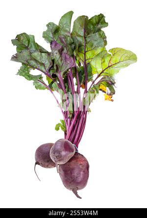 bundle of fresh organic garden beet roots with greens isolated on white background Stock Photo