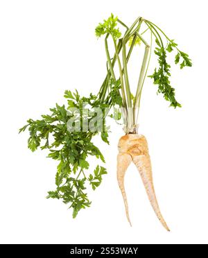 fresh organic garden parsley with fused roots and foliage cutout on white background Stock Photo