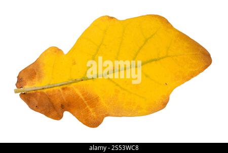 back side of fallen yellow oak leaf isolated on white background Stock Photo