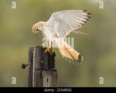 The common kestrel (Falco tinnunculus) Female bird landing on a wooden gate post with its prey in her talons, Queensland , Australia. Stock Photo