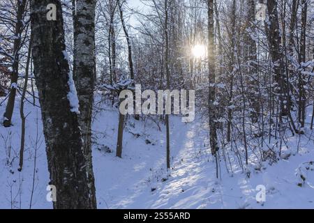 Sun shining in the winter forest, Erzgebirge, Saxony, Germany, Europe Stock Photo