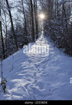 Narrow path in winter forest with sun, Erzgebirge, Saxony, Germany, Europe Stock Photo