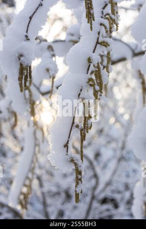 Snow on the branches of the flowering hazelnut (Corylus avellana), Scharfenberg, Klipphausen, Saxony, Germany, Europe Stock Photo