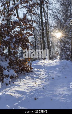 Narrow path in winter forest with sun, Erzgebirge, Saxony, Germany, Europe Stock Photo