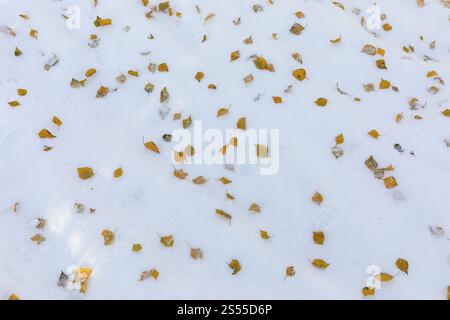 Autumn leaves of birch (Betula) lying on the snow cover, Erzgebirge, Saxony, Germany, Europe Stock Photo