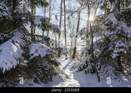 Snow-covered conifers in a winter forest, spoil heap from the former Deutschlandschacht in Oelsnitz in the Ore Mountains, Saxony, Germany, Europe Stock Photo