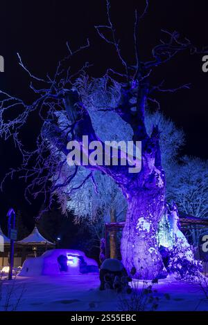 The old Buehl beech (Fagus) at night and illuminated in front of the Buehl house, Eibenstock in winter, Erzgebirge, Saxony, Germany, Europe Stock Photo