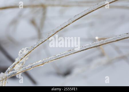 Blades of grass in the snow covered with ice from freezing rain Stock Photo