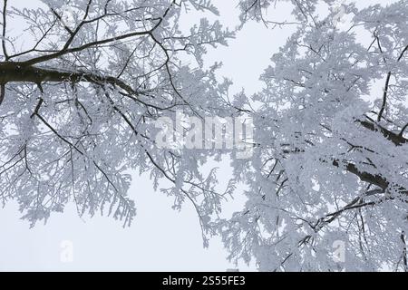 The treetops, thickly decorated with hoarfrost, bend under the weight, on the Czorneboh, Upper Lusatia, Saxony, Germany, Europe Stock Photo