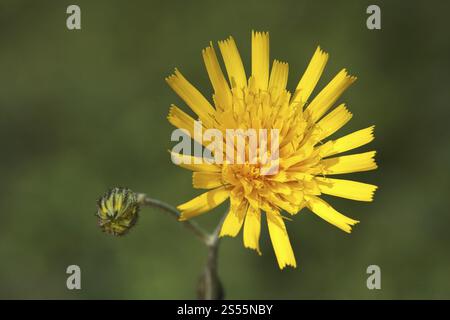 Forest hawkweed, Hieracium murorum syn. sylvaticum Stock Photo