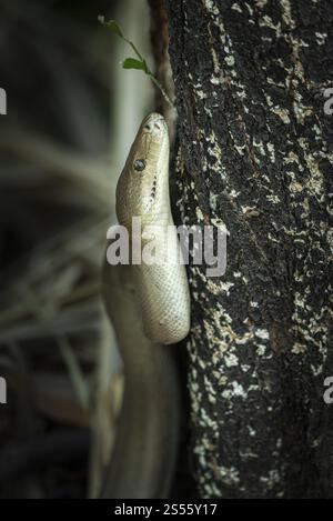 Olive python (Liasis olivaceus), also known as olive-coloured python ...