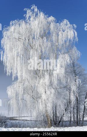 Silver birch (Betula pandula), covered with hoarfrost, Tyrol, Austria, Europe Stock Photo