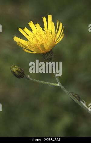 Forest hawkweed, Hieracium murorum syn. sylvaticum Stock Photo