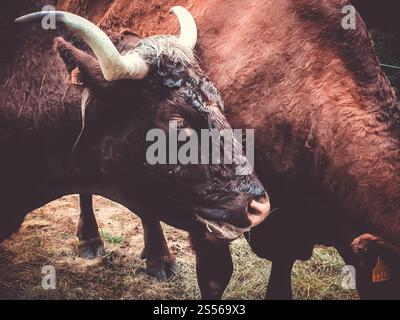 Grazing salers beef in Cantal mountain fields, France Stock Photo