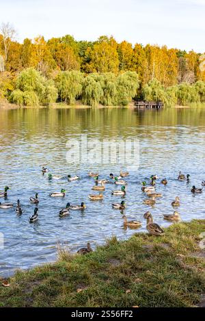 Flock of Ducks swim on the water Stock Photo - Alamy