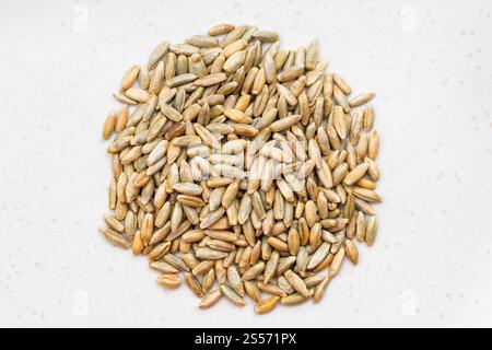 top view of pile of whole rye grains close up on gray ceramic plate Stock Photo