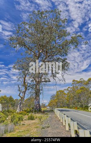 A lone old endemic stag tree Cider Gum (Eucalyptus gunnii) roadside in the central highlands of Tasmania, Australia with blue sky and cloud Stock Photo