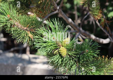 evergreen boughs and green cones in sunshine Stock Photo