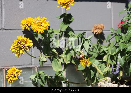bouquet of bright yellow blossoms against concrete block wall Stock Photo