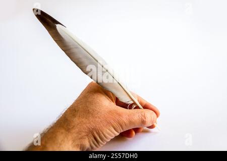 hand writing with a bird feather isolated on white background. hand writing with a bird feather Stock Photo