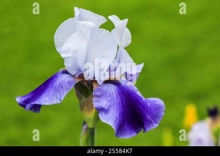 Tall bearded Iris Misty Shadows with Standards in silvery light lavender-blue, falls in richer blue plum, gold beard deepening to blue (Germanica Berb Stock Photo