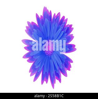 Chamomile flower isolated on white Stock Photo