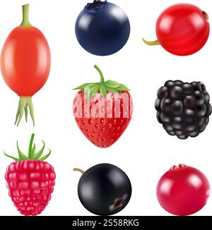 Set of berries. Realistic pictures of fresh fruits and berries isolate on white. Vector blackberry and blueberry, barberry and strawberry illustration. Set of berries. Realistic pictures of fresh fruits and berries isolate on white Stock Vector