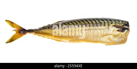 cold smoked headless mackerel isolated on white background Stock Photo