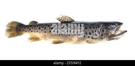 frozen whole lake trout isolated on white background Stock Photo