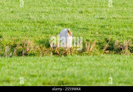 Portrait of Great White Egret, Ardea alba, foraging standing on waterfront with caught small perch in beak against background of green grass of peat m Stock Photo