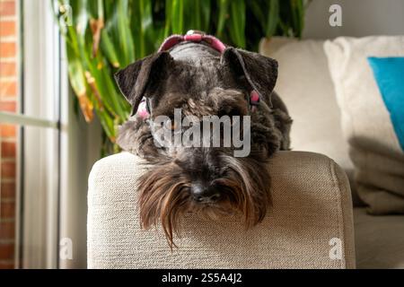 Cute black schnauzer dog lying on a sofa at home. Stock Photo