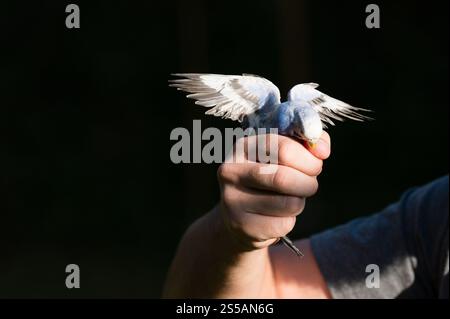 A person's hand carefully holds a small, light blue bird with its wings spread. The background is dark, focusing attention on the bird and hand. Stock Photo