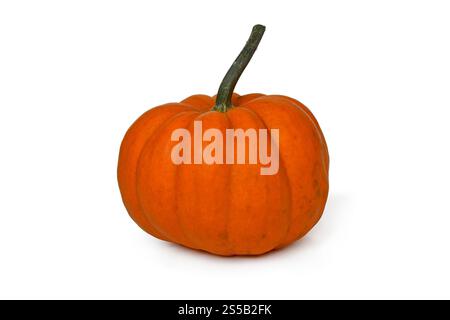 Single orange Jack be Little pumpkin on white background Stock Photo
