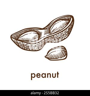 Ripe tasty peanut in half of shell monochrome sketch. Nutritious nut that used in sweet butter production and desserts decoration isolated carton flat vector illustration on white background.. Ripe tasty peanut in half of shell monochrome sketch Stock Vector