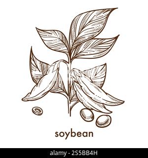 Soybean grains on stem with leaves monochrome sketch. Plant with edible fruits that fit for vegetarians and replace meat products isolated cartoon flat vector illustration on white background.. Soybean garains on plant with leaves monochrome sketch Stock Vector
